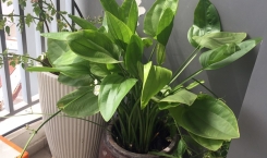 Với 500 triệu đồng bạn có thể mua căn hộ chung cư tại TPHCM không?