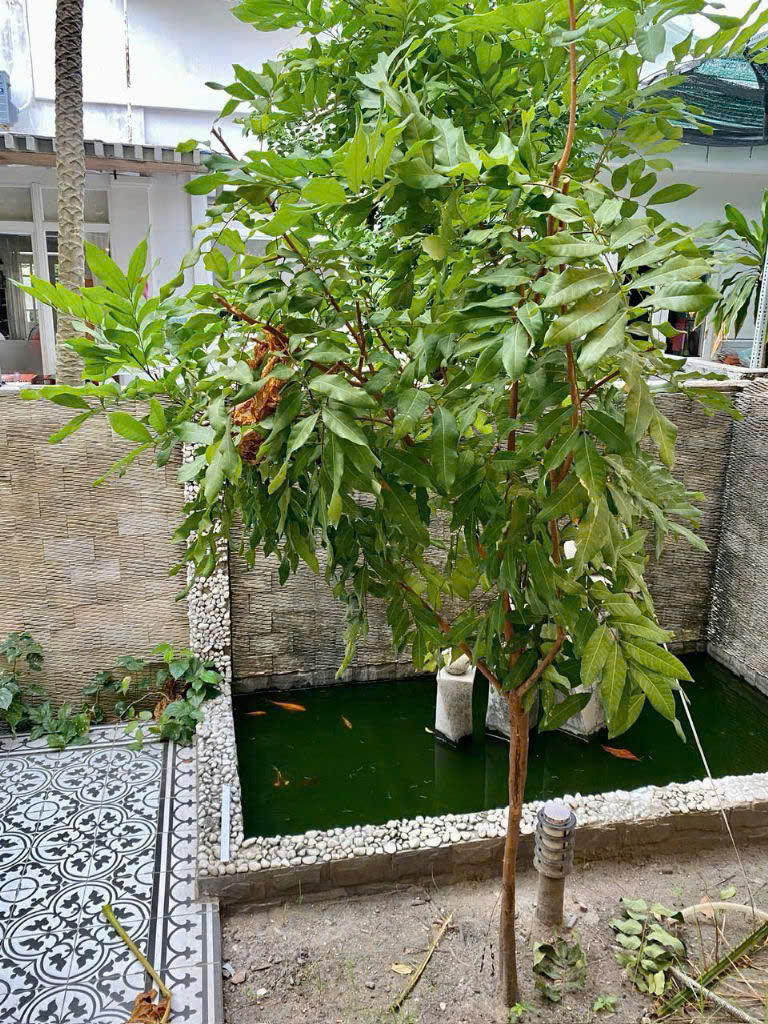 Bán biệt thự Mỹ Thái 1 Phú Mỹ Hưng, Quận 7 thiết kế 3 phòng ngủ, sân vườn rộng hường đông nam – 175m 9