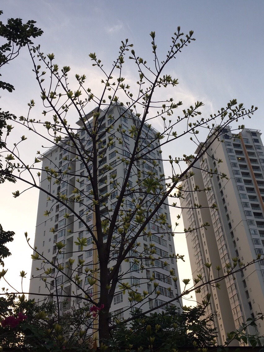 FOR RENT RIVERSIDE APARTMENT IN PHU MY HUNG - TAN PHU WARD - DISTRICT 7 2