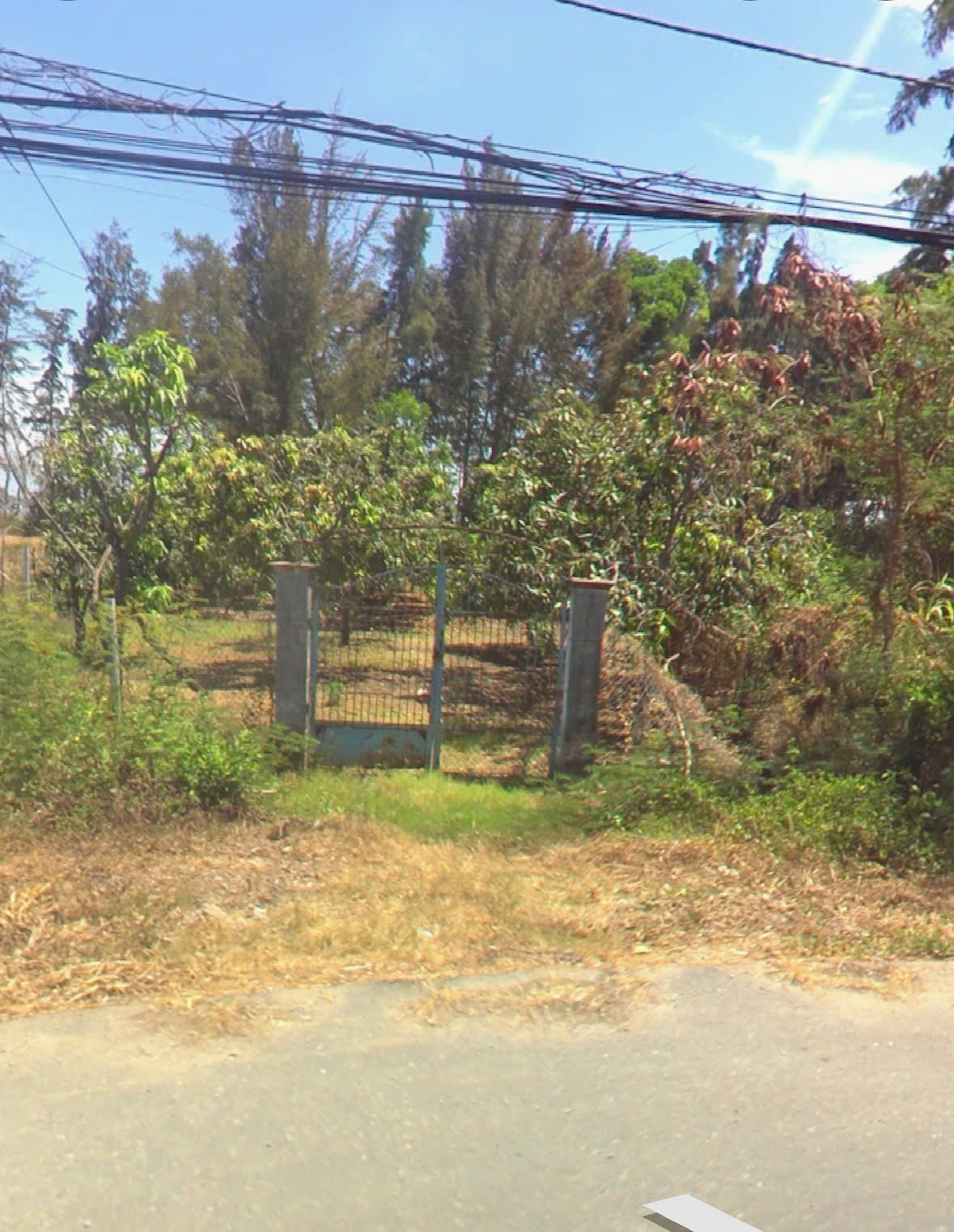 Bán đất mặt tiền đường Duyên Hải, Long Hòa, Cần Giờ gần biển, diện tích lớn, đất cây lâu năm có 200m