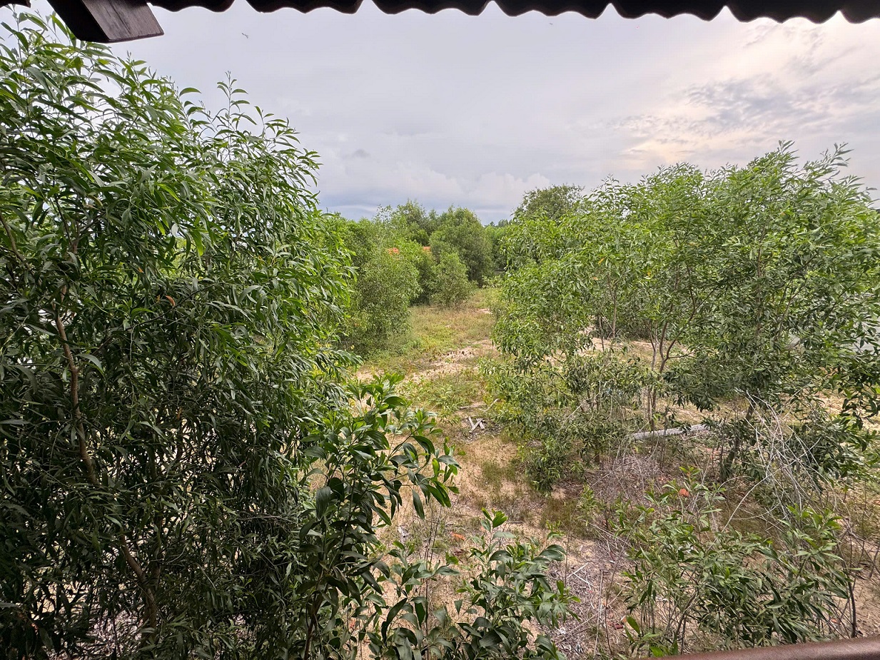 Bán nhà gỗ đường số 18 Hàm Tân, Lâm Đồng gần biển đất trồng cây lâu năm có 300m2 thổ - 2100m2 2